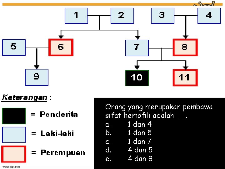 Orang yang merupakan pembawa sifat hemofili adalah …. a. 1 dan 4 b. 1
