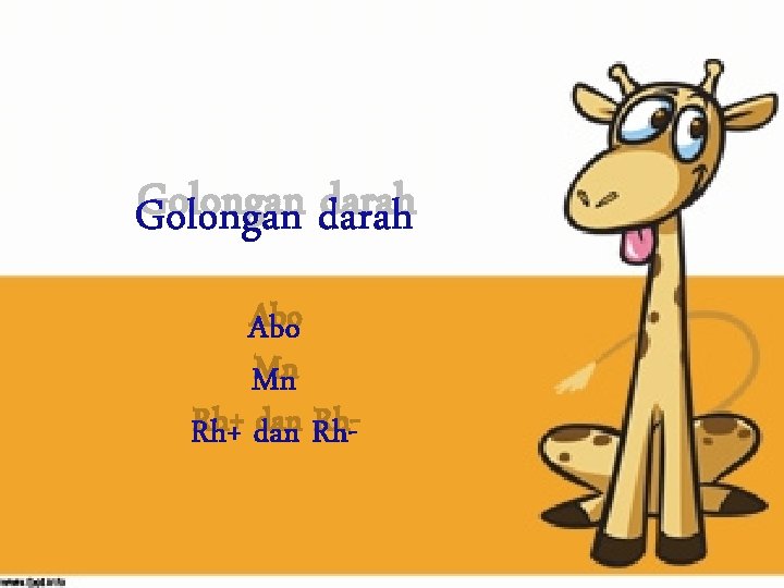 Golongan darah Abo Mn Rh+ dan Rh- 