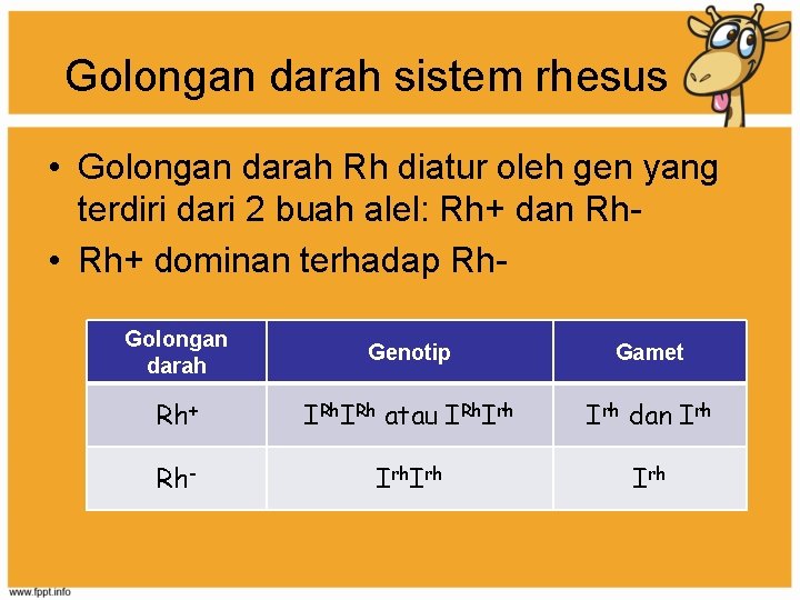 Golongan darah sistem rhesus • Golongan darah Rh diatur oleh gen yang terdiri dari