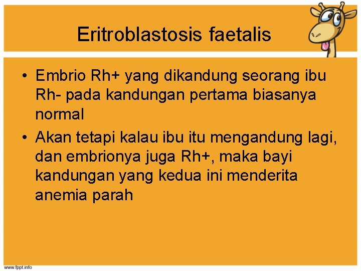 Eritroblastosis faetalis • Embrio Rh+ yang dikandung seorang ibu Rh- pada kandungan pertama biasanya