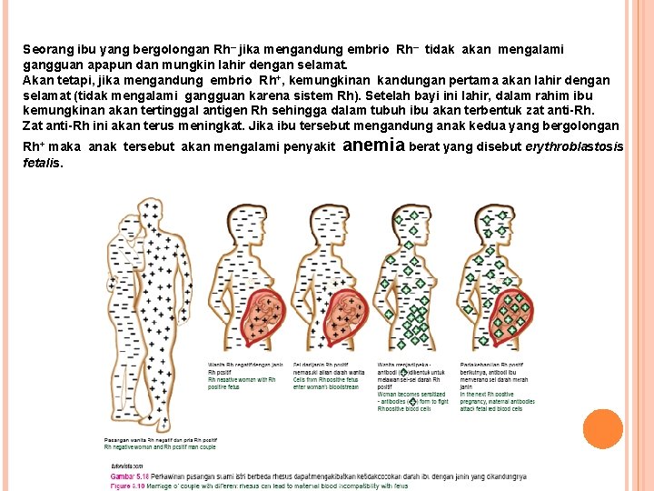 Seorang ibu yang bergolongan Rh– jika mengandung embrio Rh– tidak akan mengalami gangguan apapun