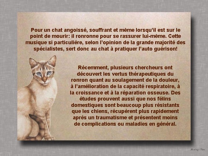 Pour un chat angoissé, souffrant et même lorsqu’il est sur le point de mourir: