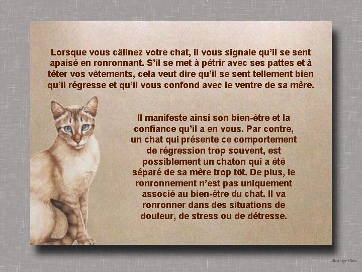 Lorsque vous câlinez votre chat, il vous signale qu’il se sent apaisé en ronronnant.