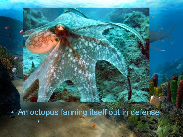  • An octopus fanning itself out in defense 