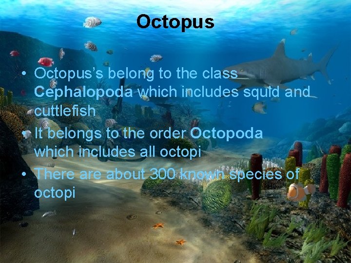 Octopus • Octopus’s belong to the class Cephalopoda which includes squid and cuttlefish •