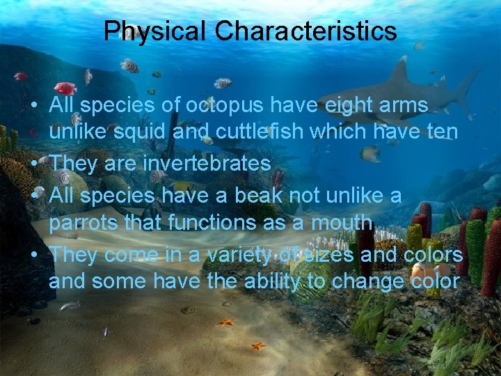 Physical Characteristics • All species of octopus have eight arms unlike squid and cuttlefish