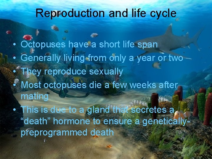 Reproduction and life cycle • • Octopuses have a short life span Generally living