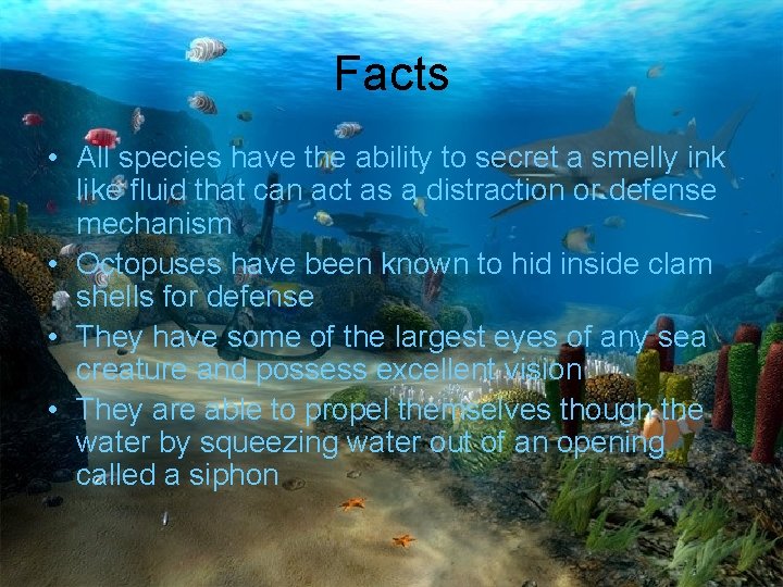 Facts • All species have the ability to secret a smelly ink like fluid