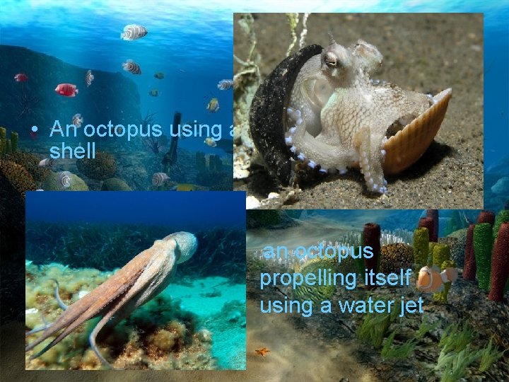  • An octopus using a shell an octopus propelling itself using a water