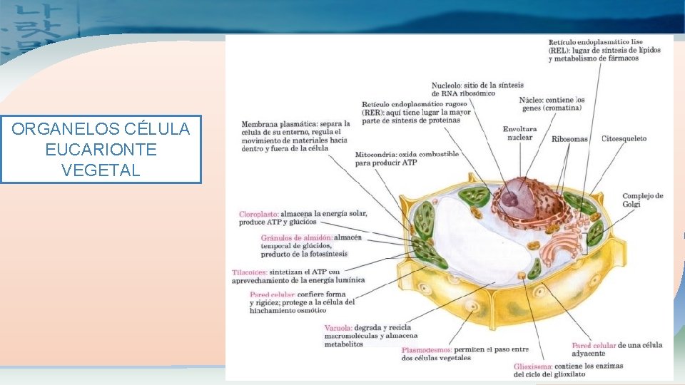 ORGANELOS CÉLULA EUCARIONTE VEGETAL Company Logo 