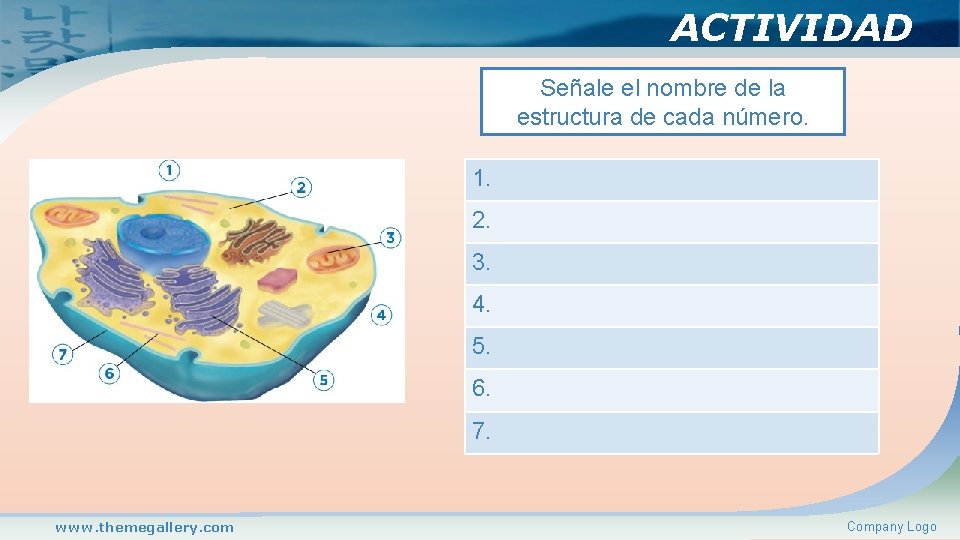 ACTIVIDAD Señale el nombre de la estructura de cada número. 1. 2. 3. 4.