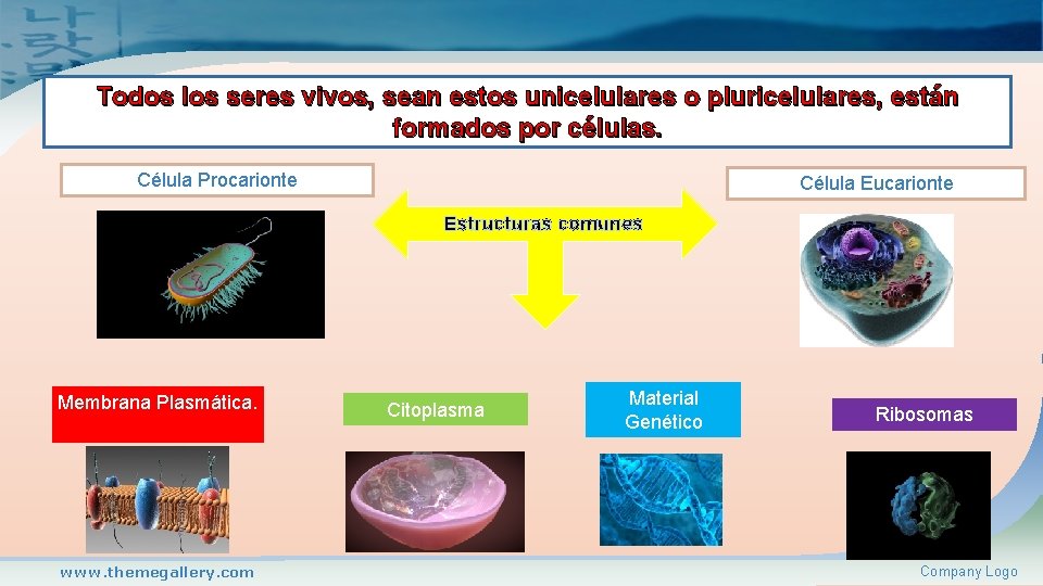 Todos los seres vivos, sean estos unicelulares o pluricelulares, están formados por células. Célula