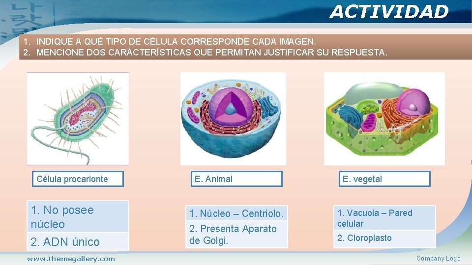 ACTIVIDAD 1. INDIQUE A QUÉ TIPO DE CÉLULA CORRESPONDE CADA IMAGEN. 2. MENCIONE DOS