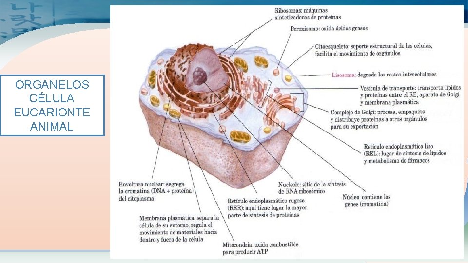 ORGANELOS CÉLULA EUCARIONTE ANIMAL 