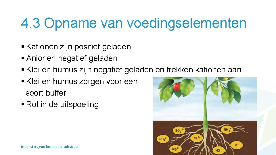 4. 3 Opname van voedingselementen § Kationen zijn positief geladen § Anionen negatief geladen