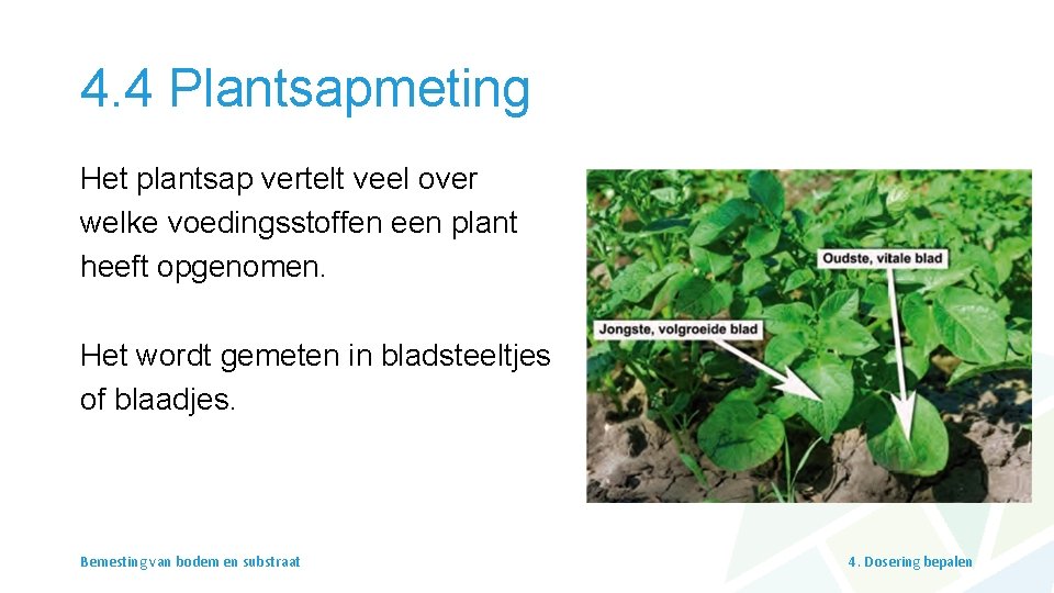 4. 4 Plantsapmeting Het plantsap vertelt veel over welke voedingsstoffen een plant heeft opgenomen.