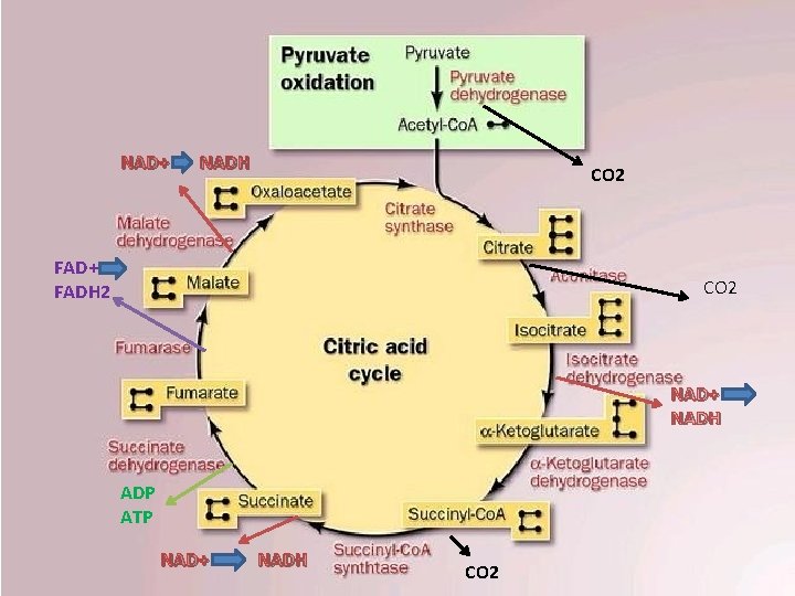 NAD+ NADH CO 2 FAD+ FADH 2 CO 2 NAD+ NADH ADP ATP NAD+