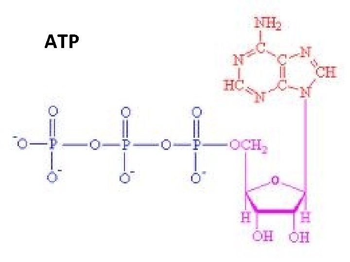 ATP 
