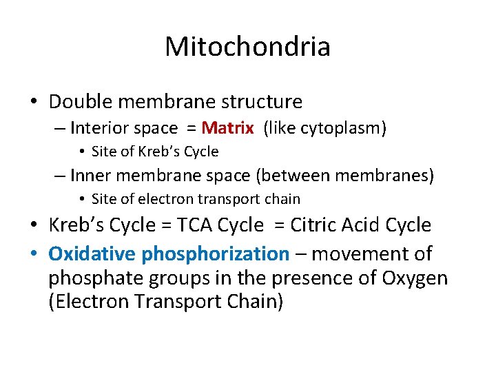 Mitochondria • Double membrane structure – Interior space = Matrix (like cytoplasm) • Site