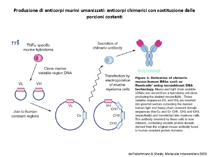 Produzione di anticorpi murini umanizzati: anticorpi chimerici con sostituzione delle porzioni costanti INFLIXIMAB da