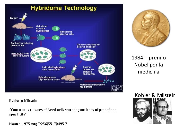 1984 – premio Nobel per la medicina Kohler & Milstein “Continuous cultures of fused