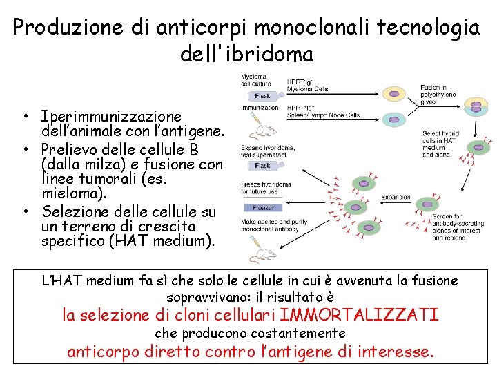 Produzione di anticorpi monoclonali tecnologia dell'ibridoma • Iperimmunizzazione dell’animale con l’antigene. • Prelievo delle