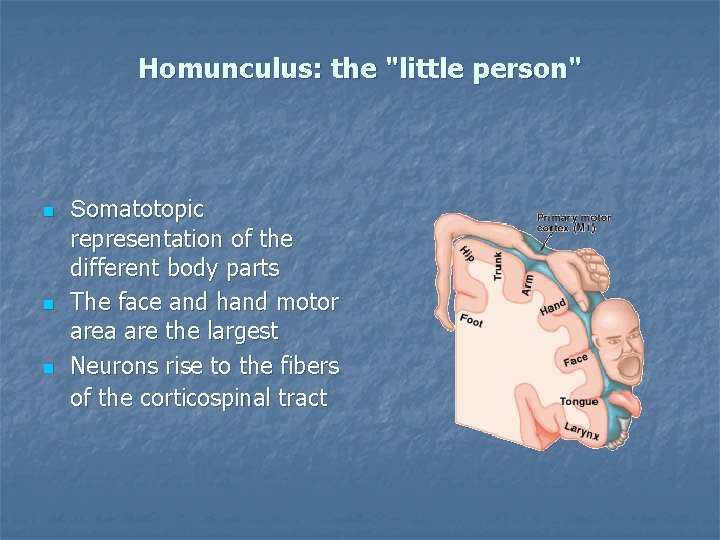 Homunculus: the "little person" n n n Somatotopic representation of the different body parts
