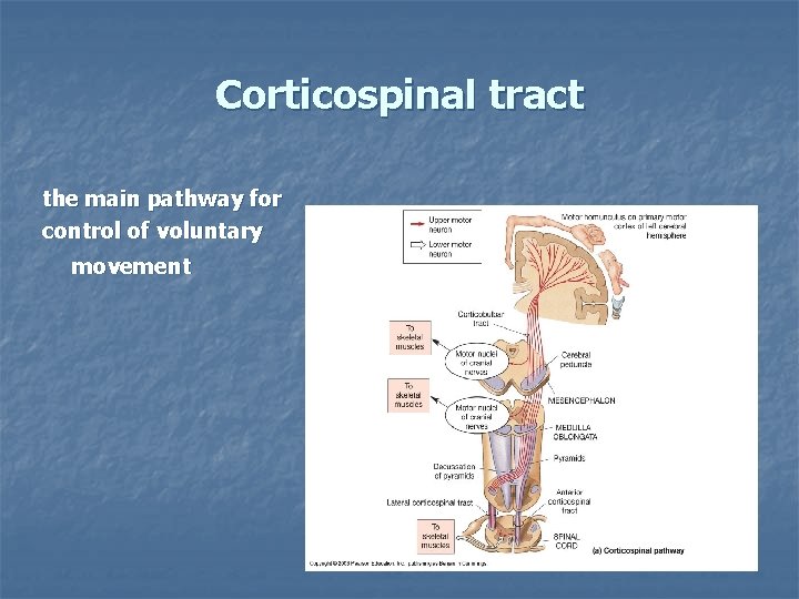 Corticospinal tract the main pathway for control of voluntary movement 