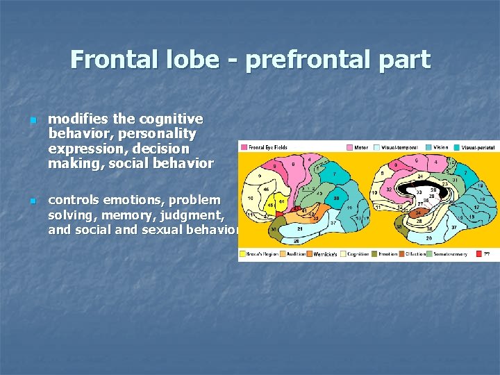 Frontal lobe - prefrontal part n n modifies the cognitive behavior, personality expression, decision