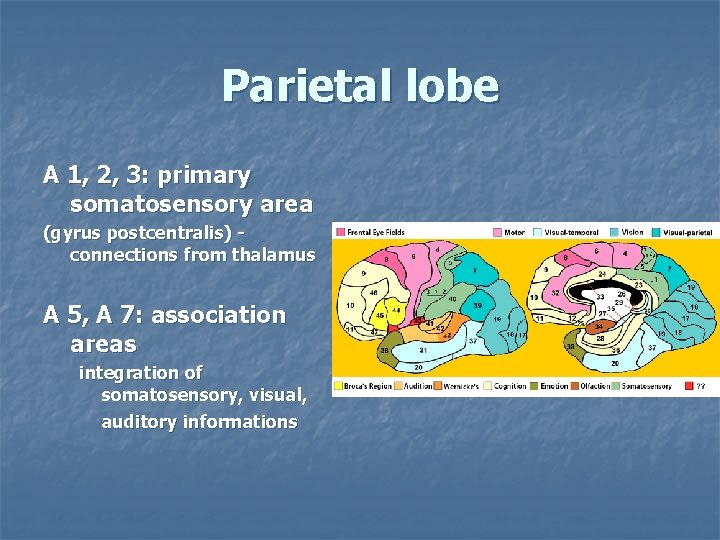 Parietal lobe A 1, 2, 3: primary somatosensory area (gyrus postcentralis) - connections from