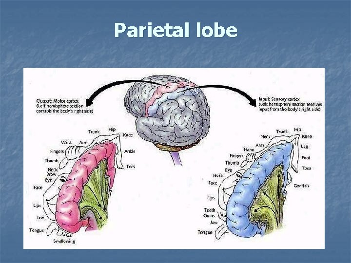 Parietal lobe 