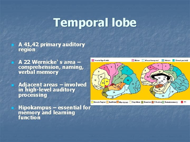 Temporal lobe n n A 41, 42 primary auditory region A 22 Wernicke‘ s