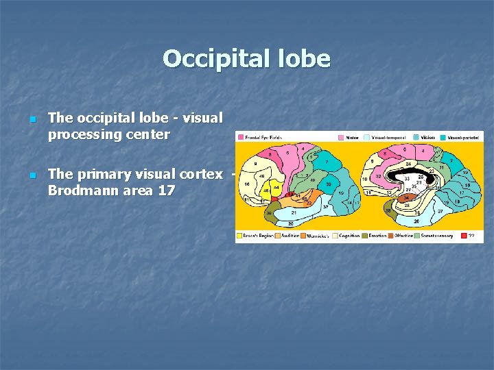 Occipital lobe n n The occipital lobe - visual processing center The primary visual