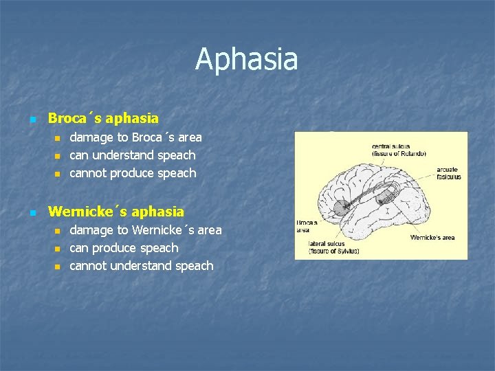 Aphasia n Broca´s aphasia n n damage to Broca´s area can understand speach cannot