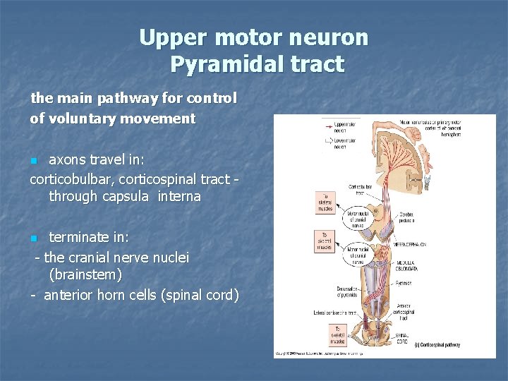 Upper motor neuron Pyramidal tract the main pathway for control of voluntary movement axons