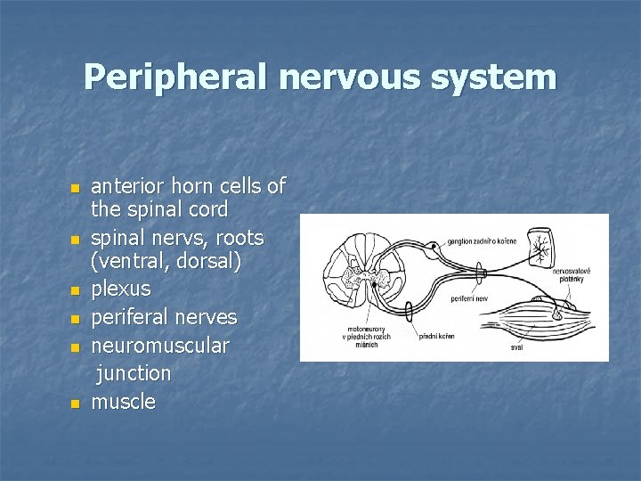 Peripheral nervous system n n n anterior horn cells of the spinal cord spinal