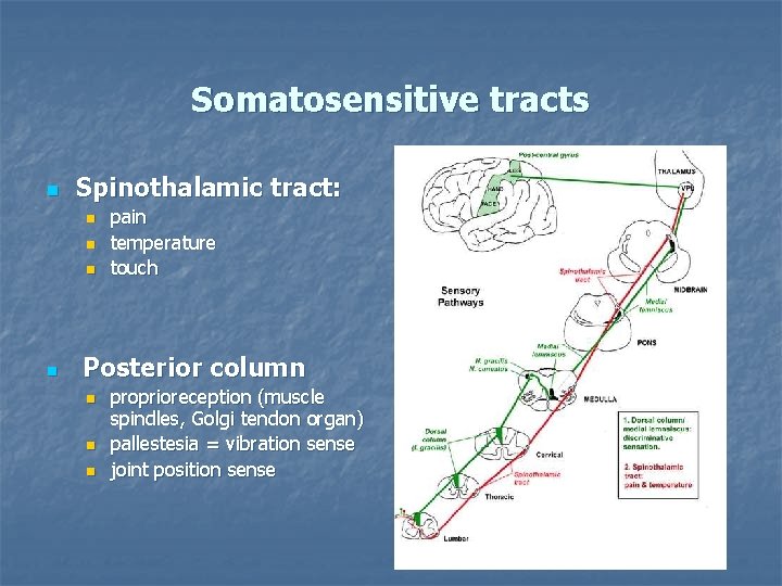 Somatosensitive tracts n Spinothalamic tract: n n pain temperature touch Posterior column n proprioreception