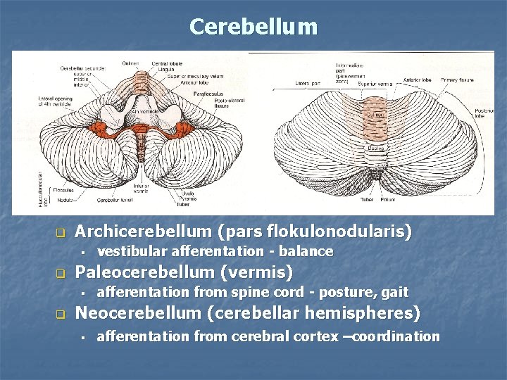 Cerebellum q Archicerebellum (pars flokulonodularis) § q Paleocerebellum (vermis) § q vestibular afferentation -