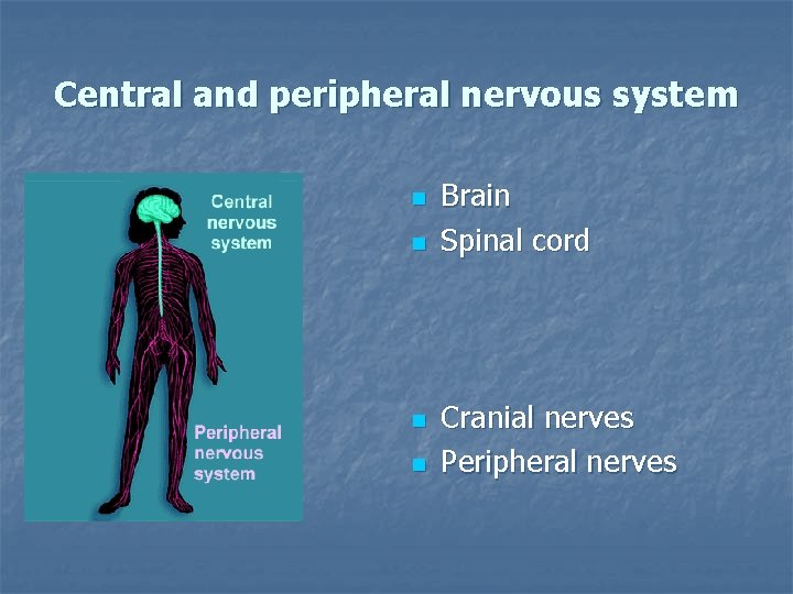 Central and peripheral nervous system n n Brain Spinal cord Cranial nerves Peripheral nerves