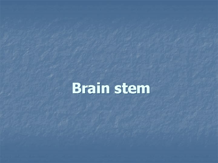  Brain stem 