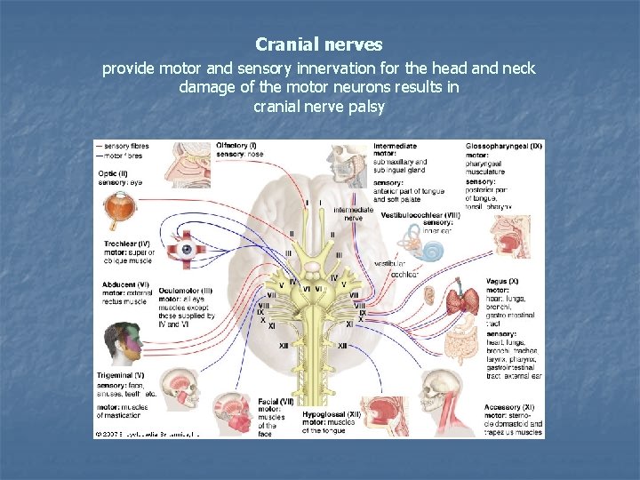 Cranial nerves provide motor and sensory innervation for the head and neck damage of