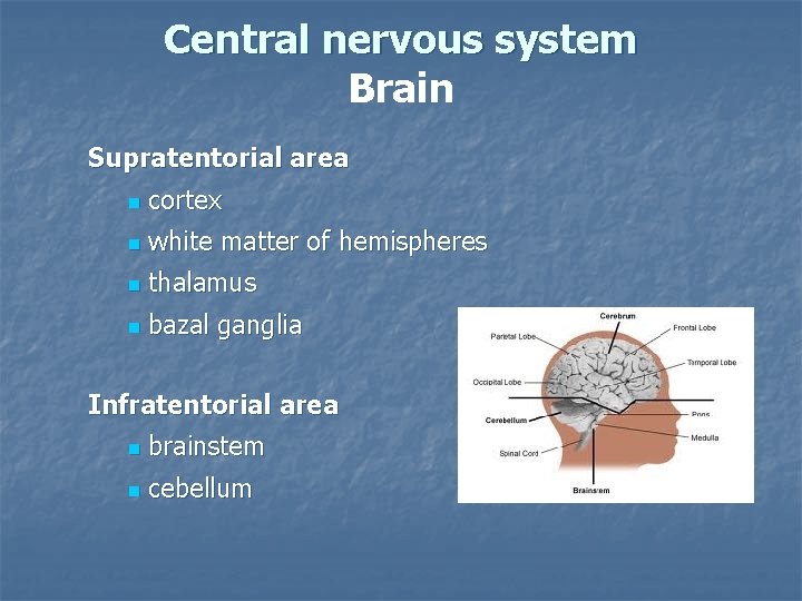 Central nervous system Brain Supratentorial area n cortex n white matter of hemispheres n