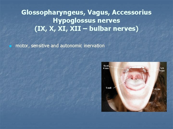 Glossopharyngeus, Vagus, Accessorius Hypoglossus nerves (IX, X, XII – bulbar nerves) n motor, sensitive