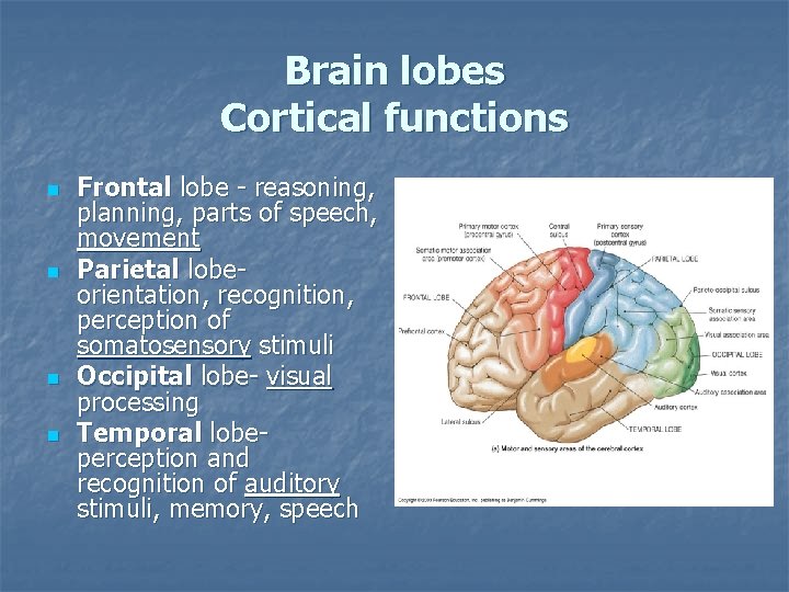 Brain lobes Cortical functions n n Frontal lobe - reasoning, planning, parts of speech,