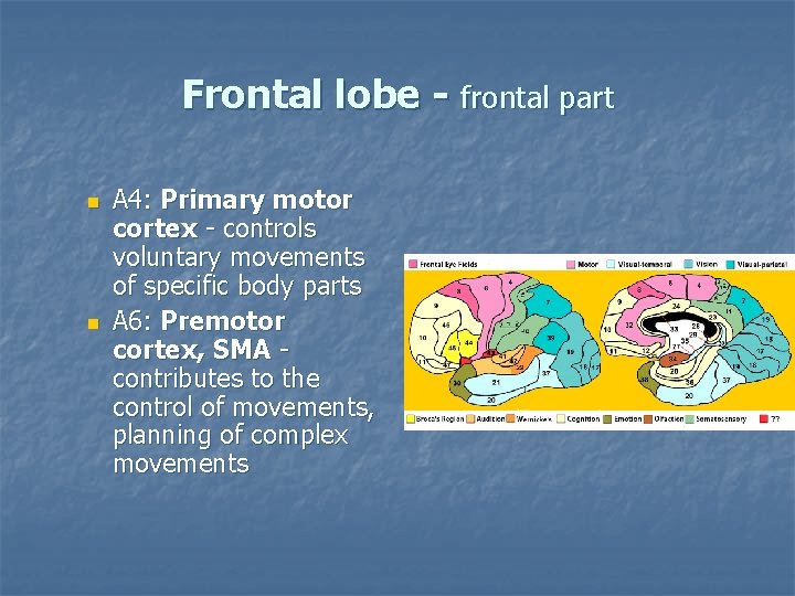 Frontal lobe - frontal part n n A 4: Primary motor cortex - controls