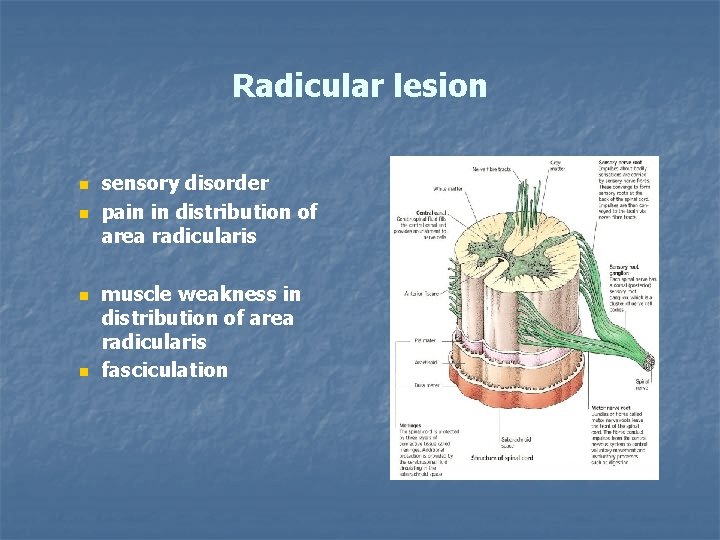 Radicular lesion n n sensory disorder pain in distribution of area radicularis muscle weakness