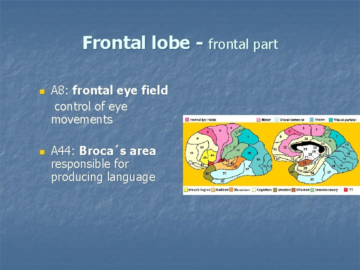 Frontal lobe - frontal part n n A 8: frontal eye field control of