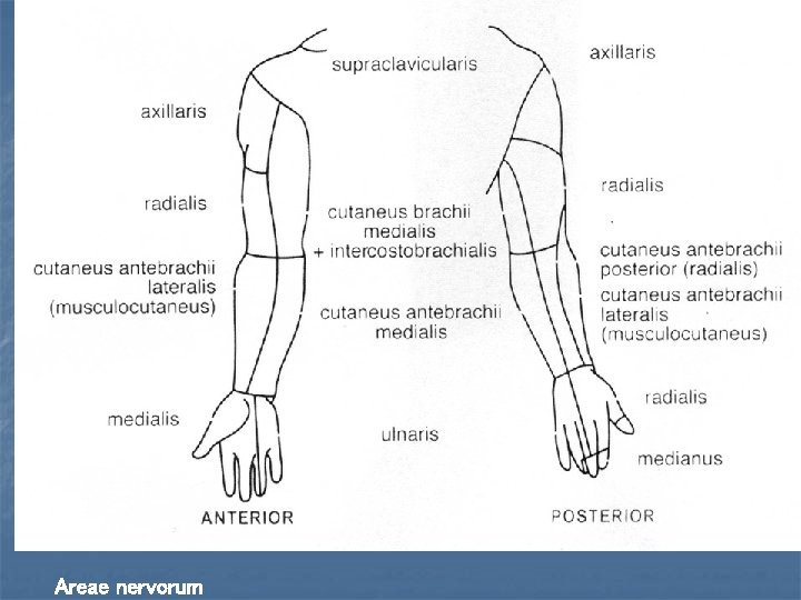 Areae nervorum 