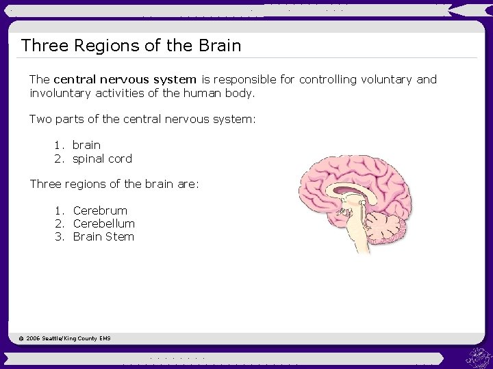 Three Regions of the Brain The central nervous system is responsible for controlling voluntary