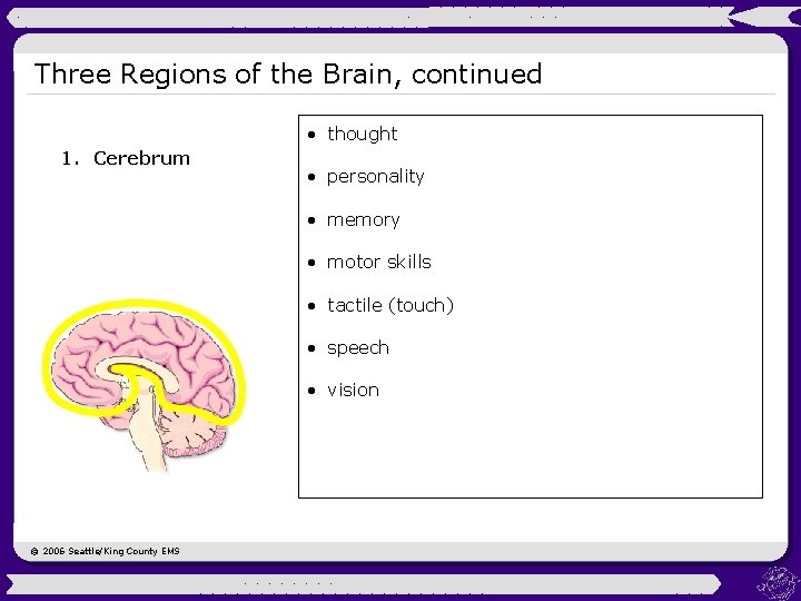 Three Regions of the Brain, continued • thought 1. Cerebrum • personality • memory